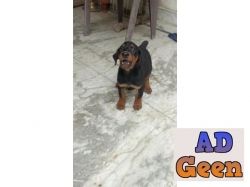used Doberman Pinscher Good Bloodline Puppies available 9793862529 for sale 